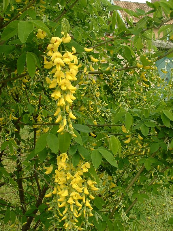 Common Laburnum (Laburnum anagyroides) plant
