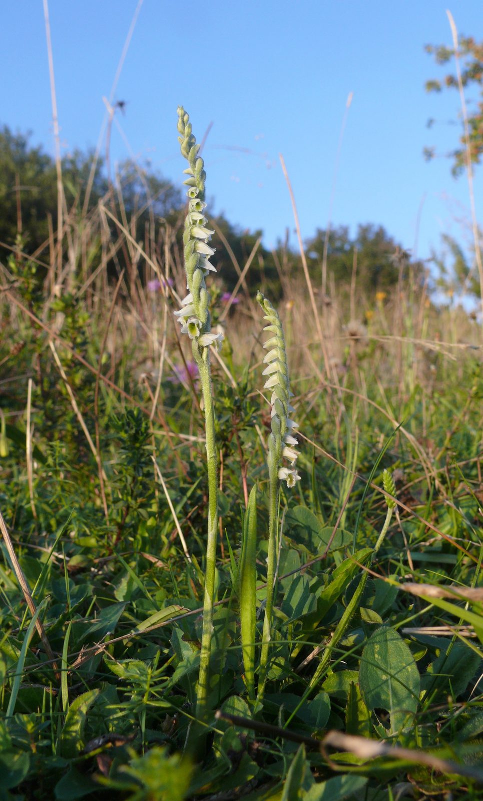 Common Ladies' Tresses (Spiranthes spiralis) plant