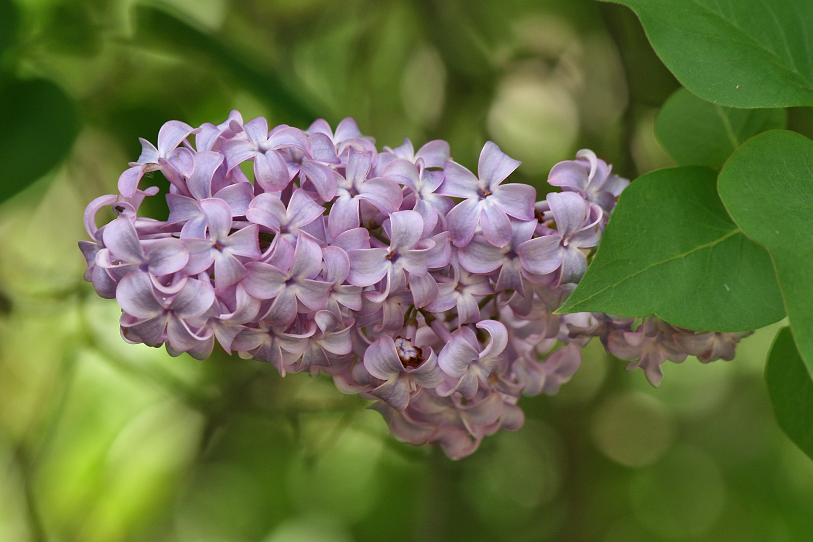 Common Lilac (Syringa vulgaris) plant