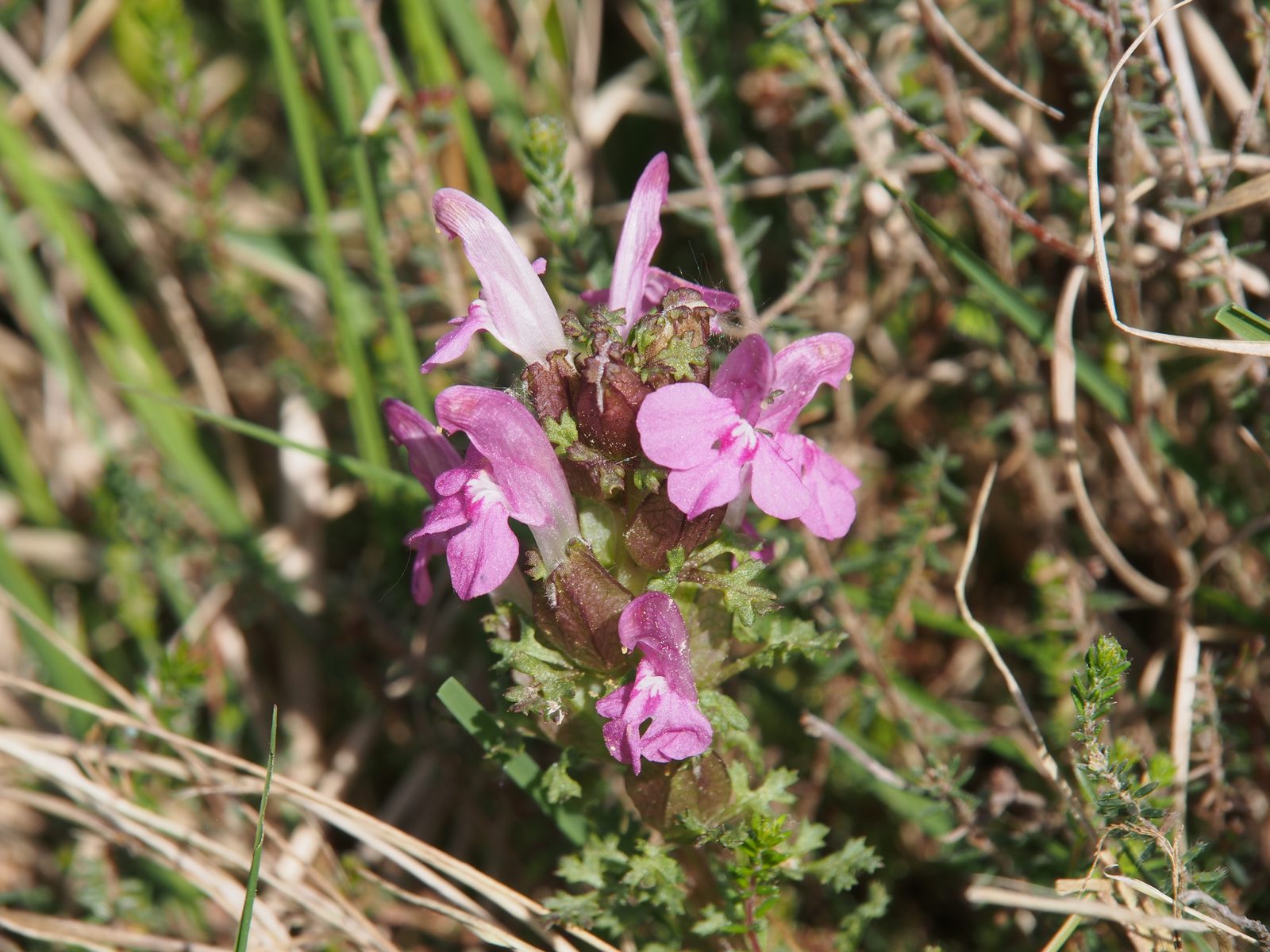 Common Lousewort (Pedicularis sylvatica) plant