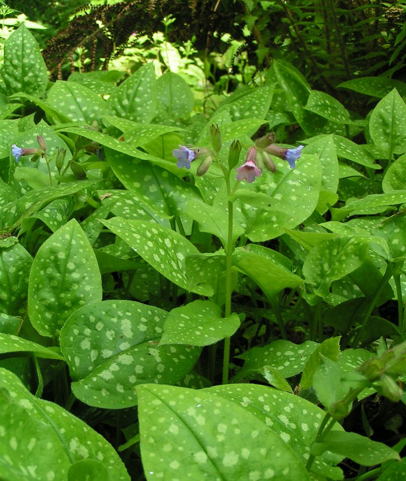 Common Lungwort (Pulmonaria officinalis) plant
