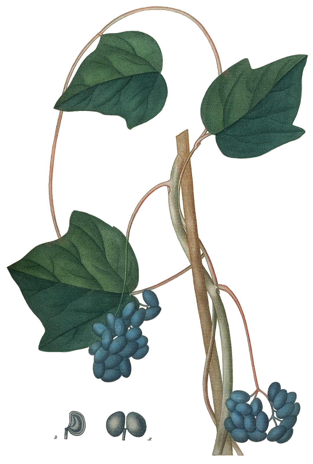 Common Moonseed (Menispermum canadense) plant
