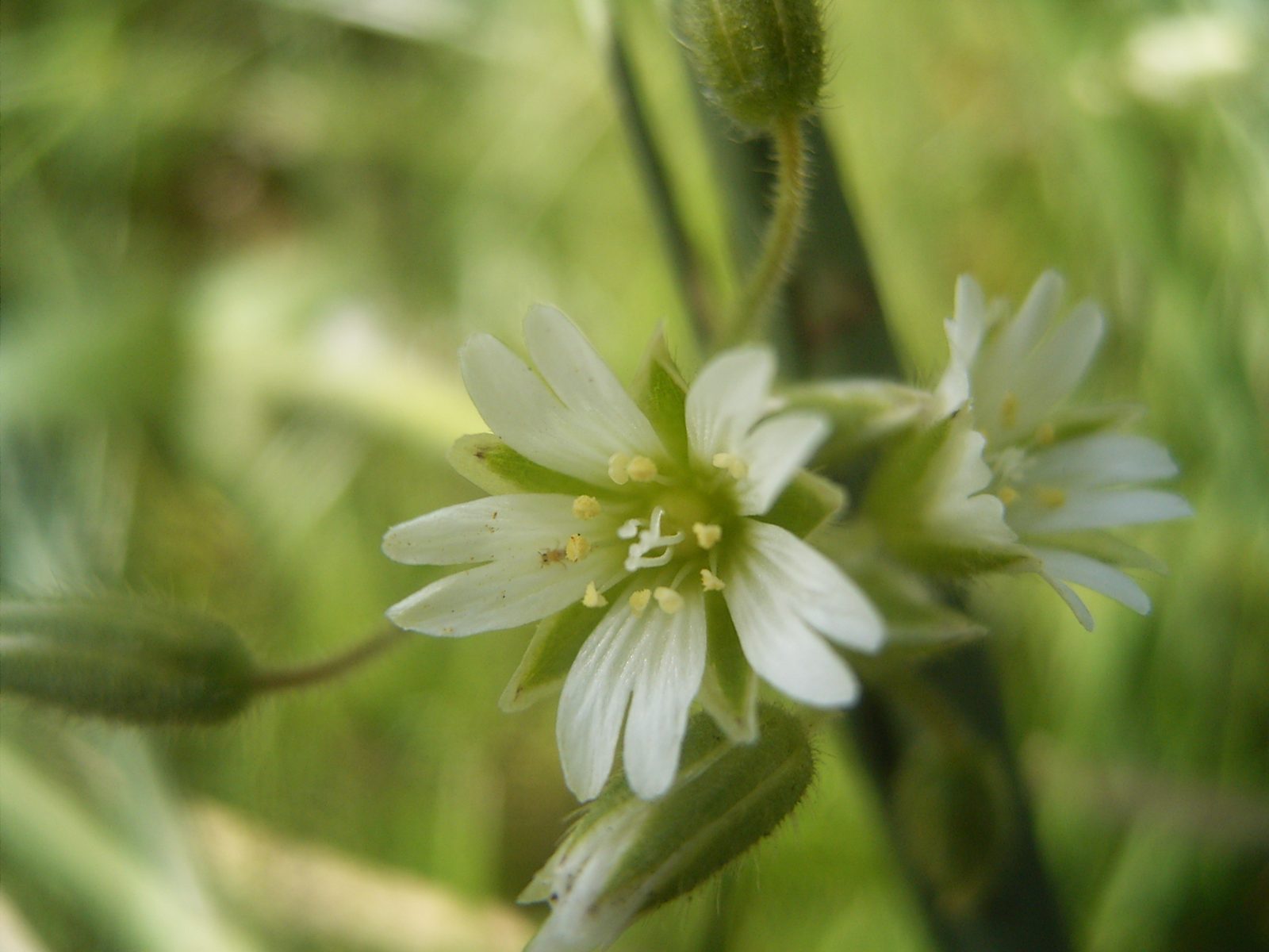 Common Mouse Ear Chickweed (Cerastium fontanum) plant