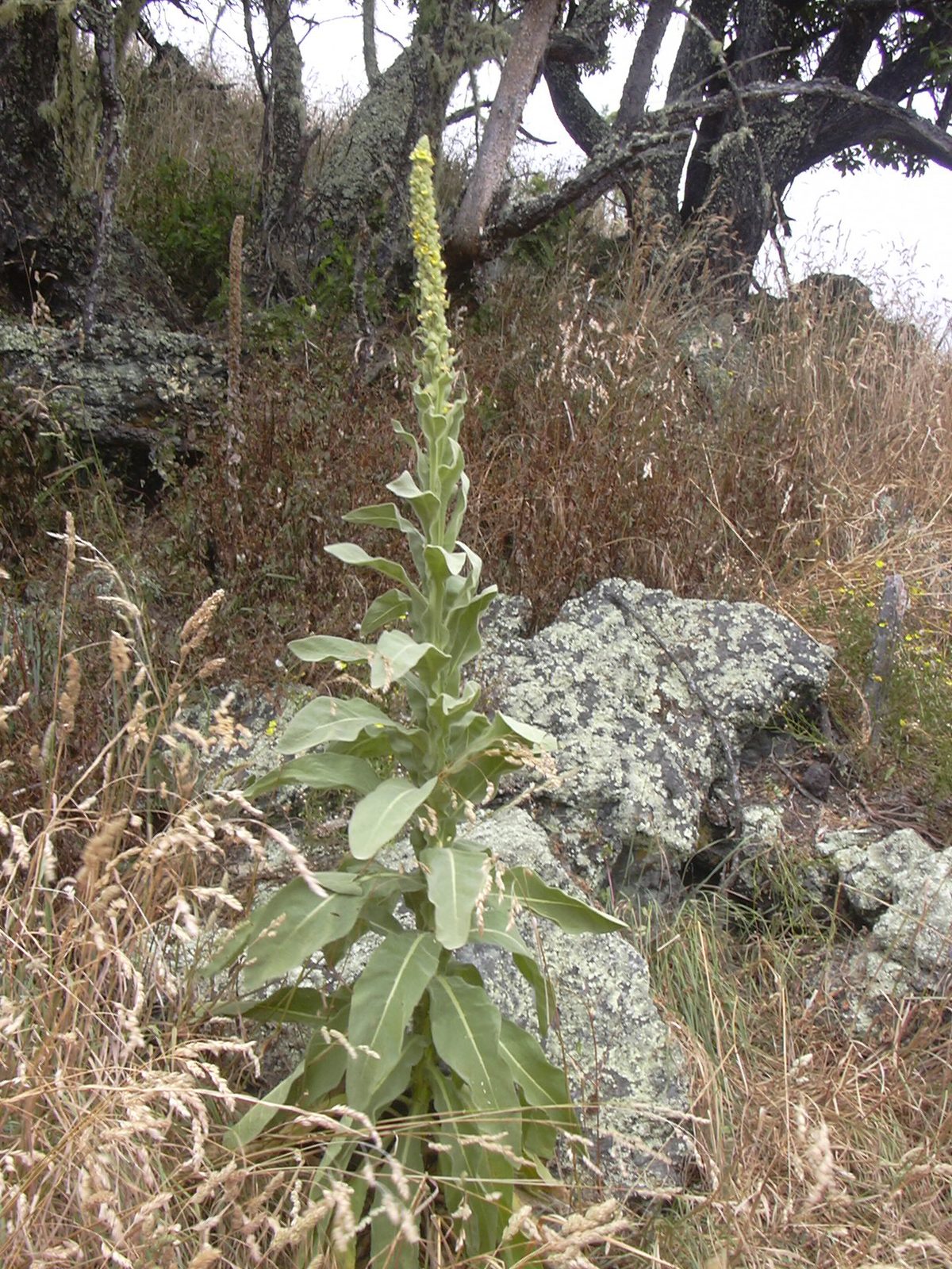 Common Mullein (Verbascum thapsus) plant