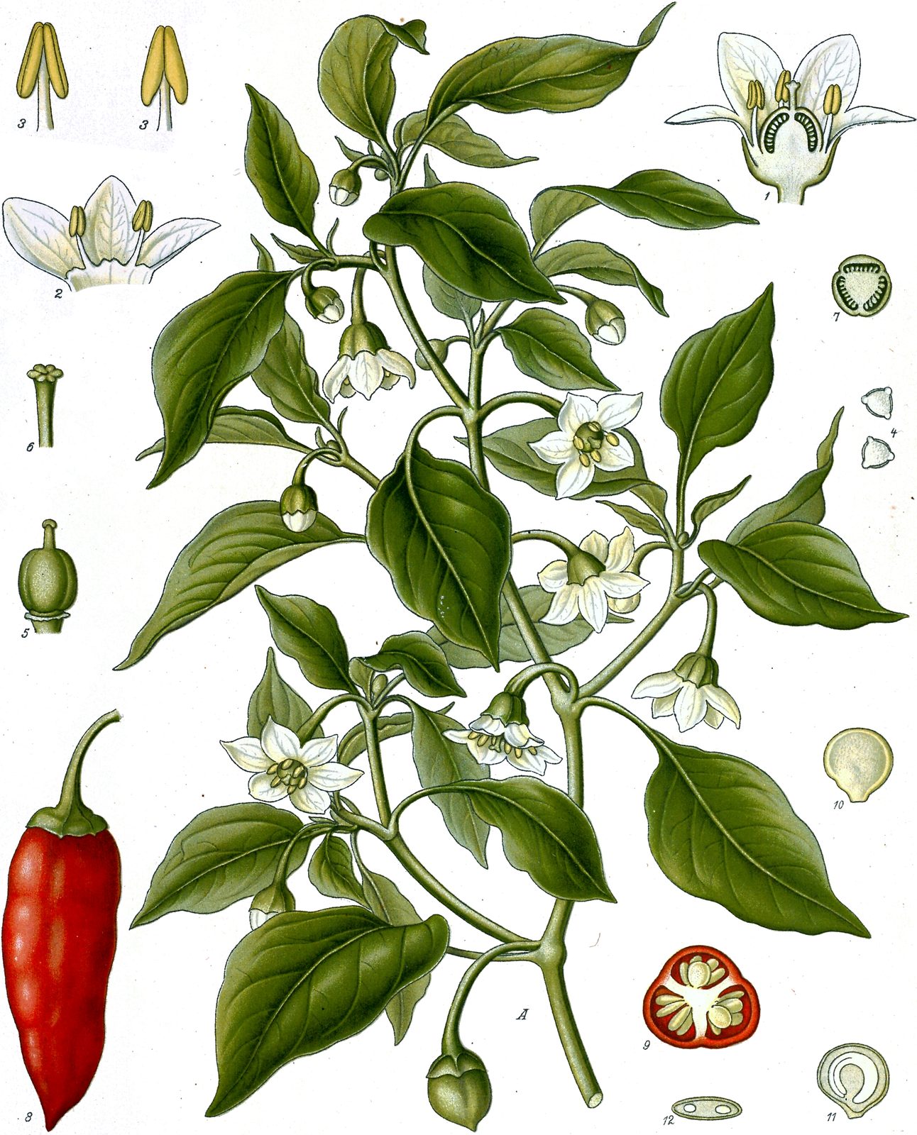 Common Pepper (Capsicum annuum) plant