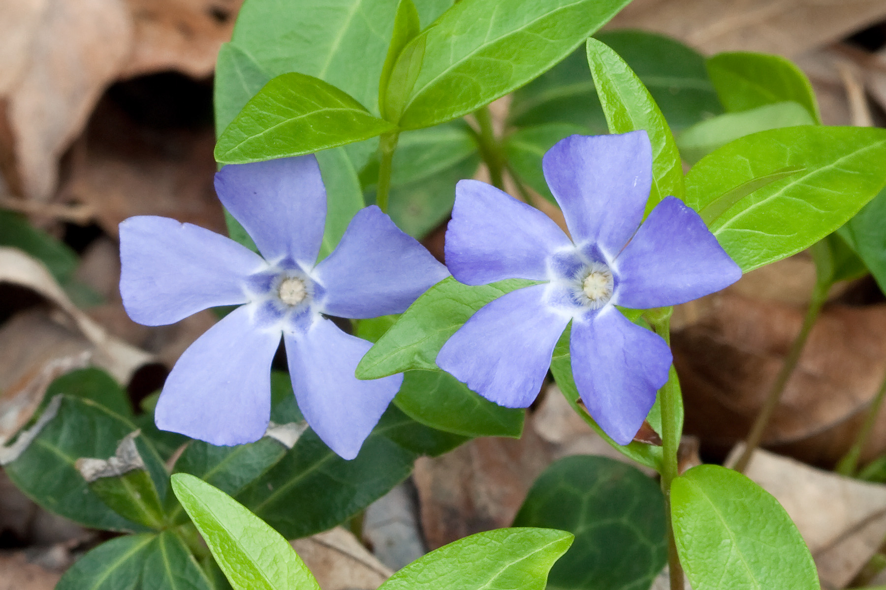 Common Periwinkle (Vinca minor) plant