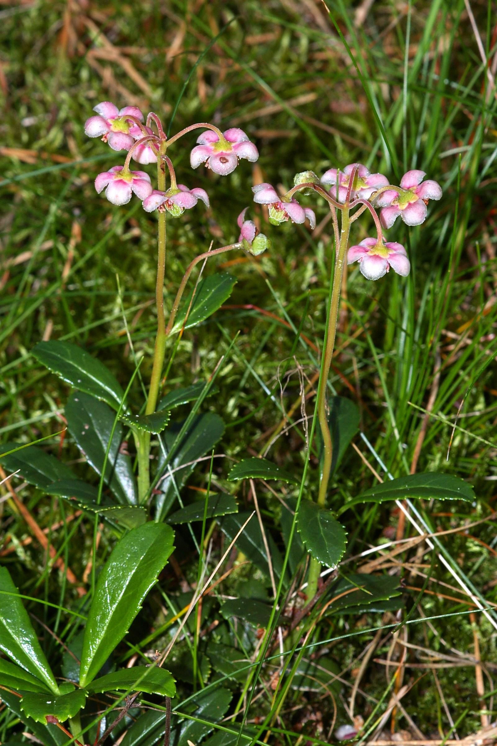 Common Pipsissewa (Chimaphila umbellata) plant