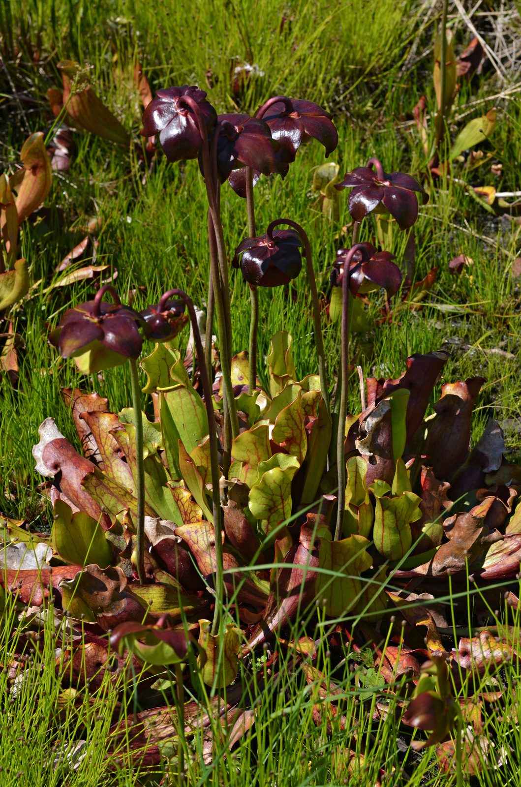 Common Pitcher Plant (Sarracenia purpurea) plant