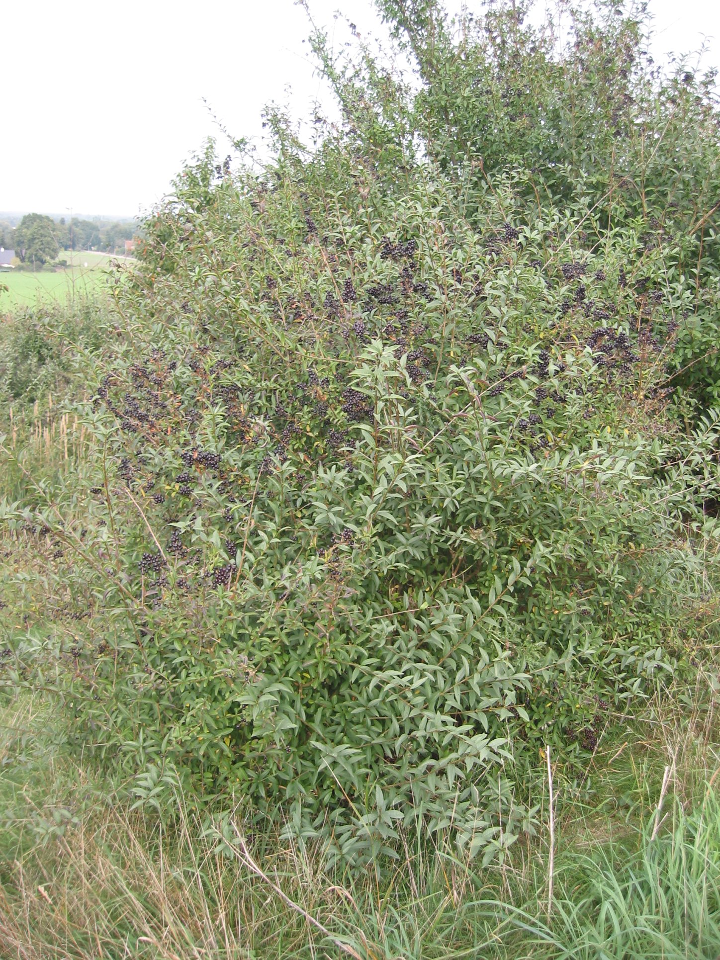 Common Privet (Ligustrum vulgare) plant