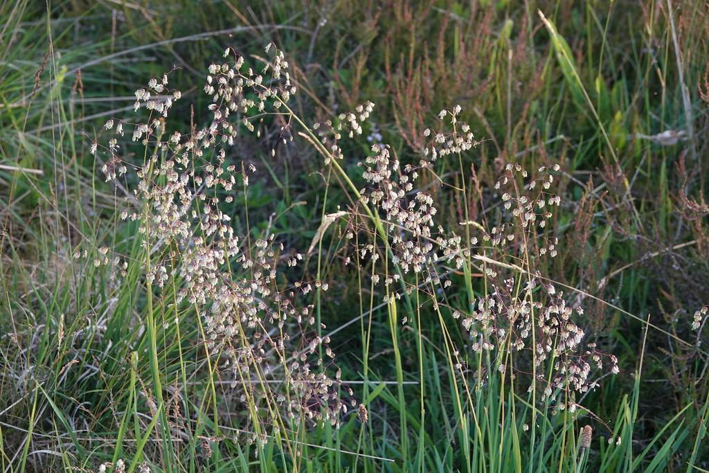 common quaking grass (Briza media) plant — close-up photo
