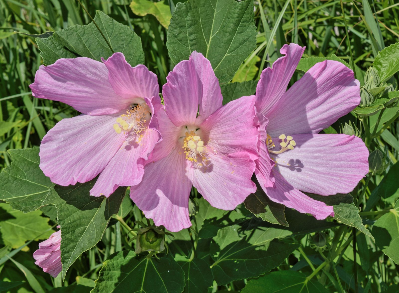 Common Rose Mallow (Hibiscus moscheutos) plant