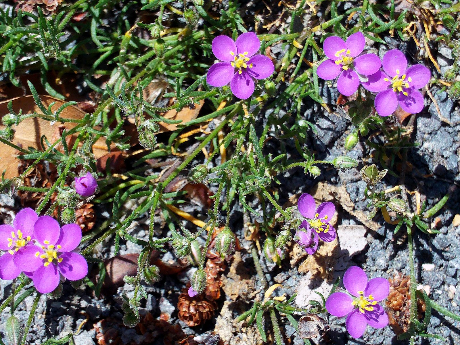 Common Sandweed (Spergularia rubra) plant