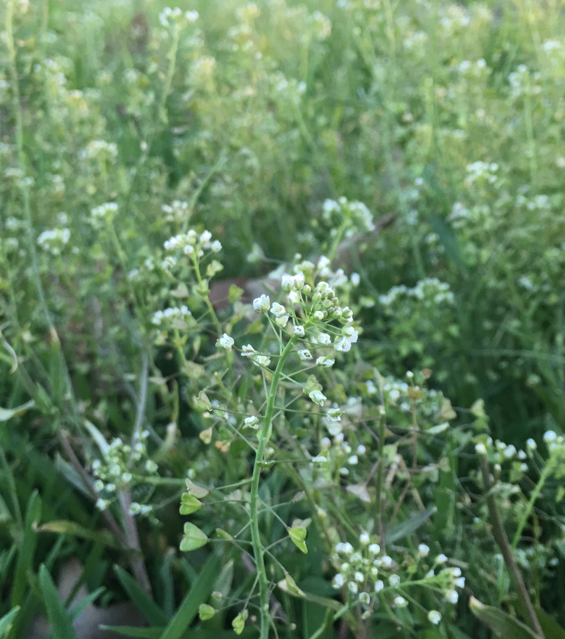 Common Shepherd's Purse (Capsella bursa-pastoris) plant