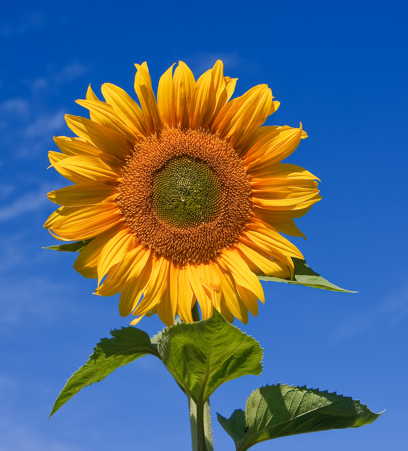 Common Sunflower (Helianthus annuus) plant