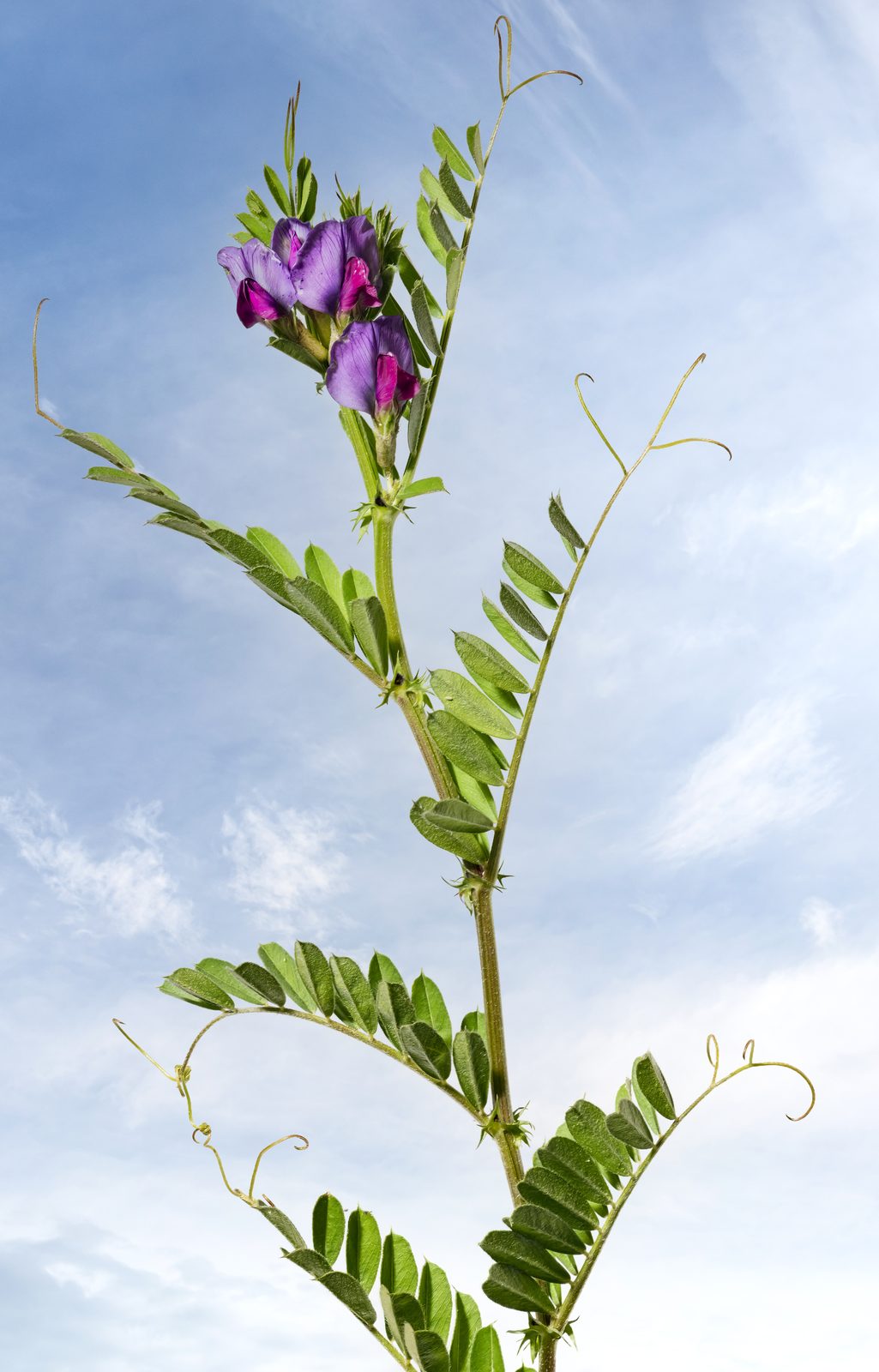 Common Vetch (Vicia sativa) plant