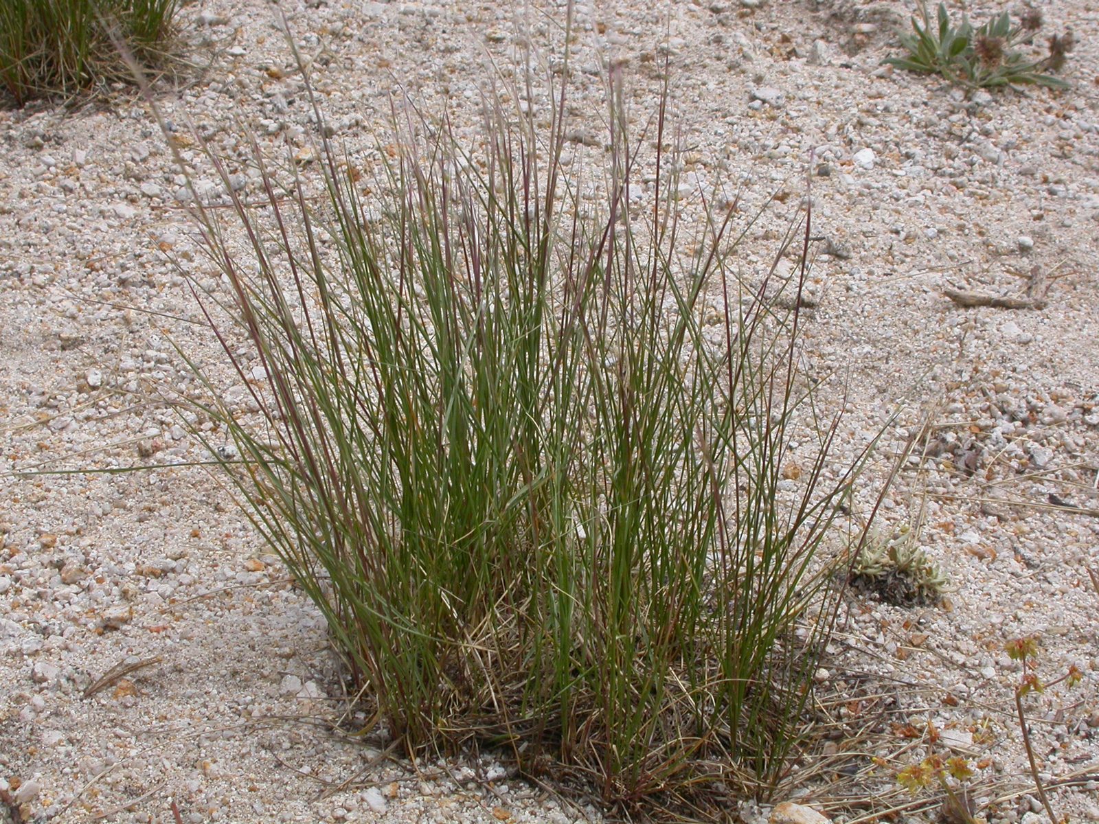 Common Western Needlegrass (Eriocoma occidentalis (formerly Achnatherum occidentale)) plant