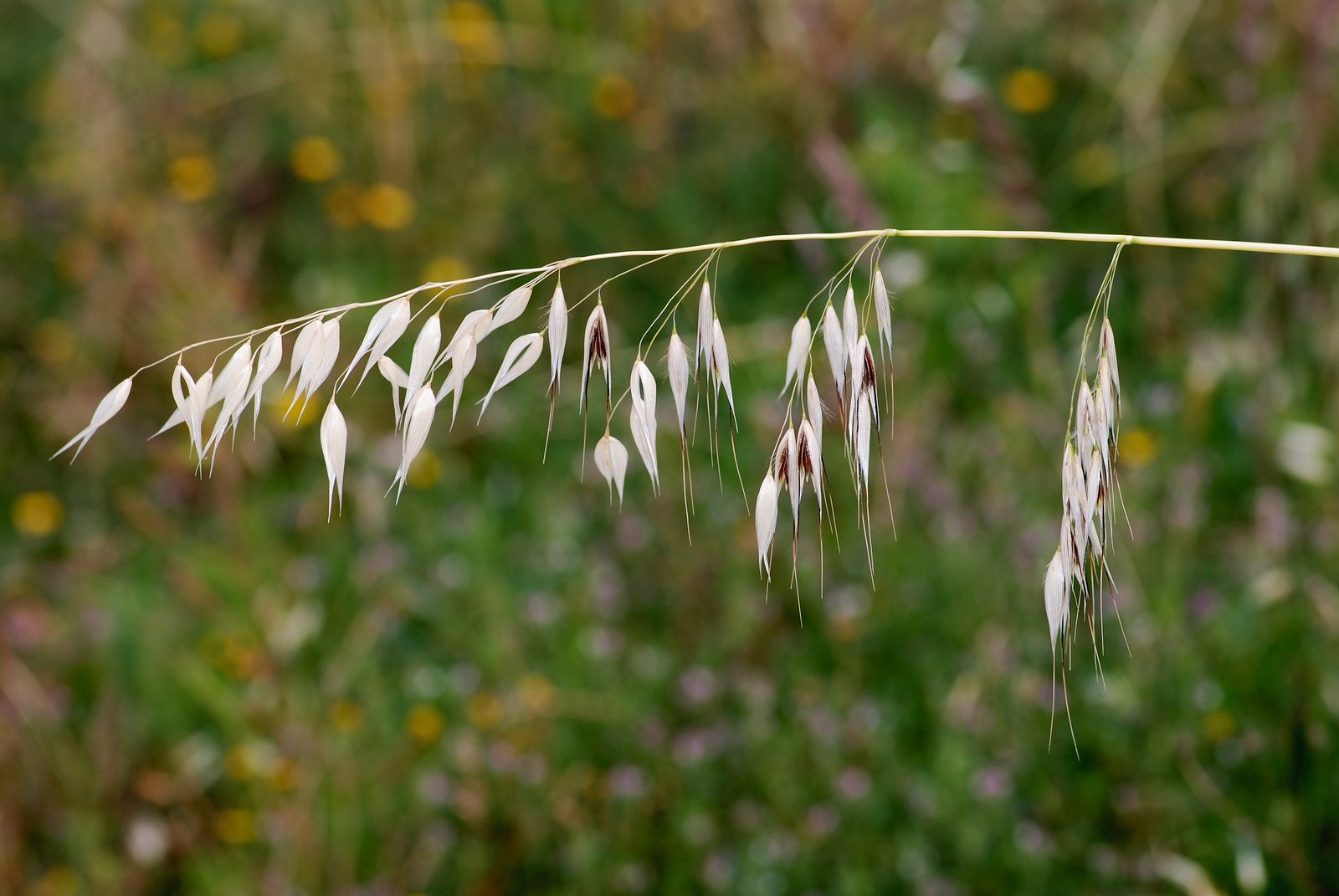 Common Wild Oats (Avena fatua) plant