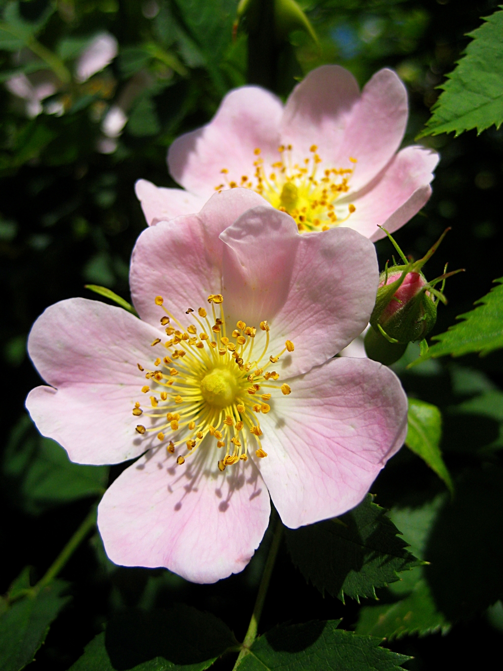 Common Wild Rose (Rosa canina) plant