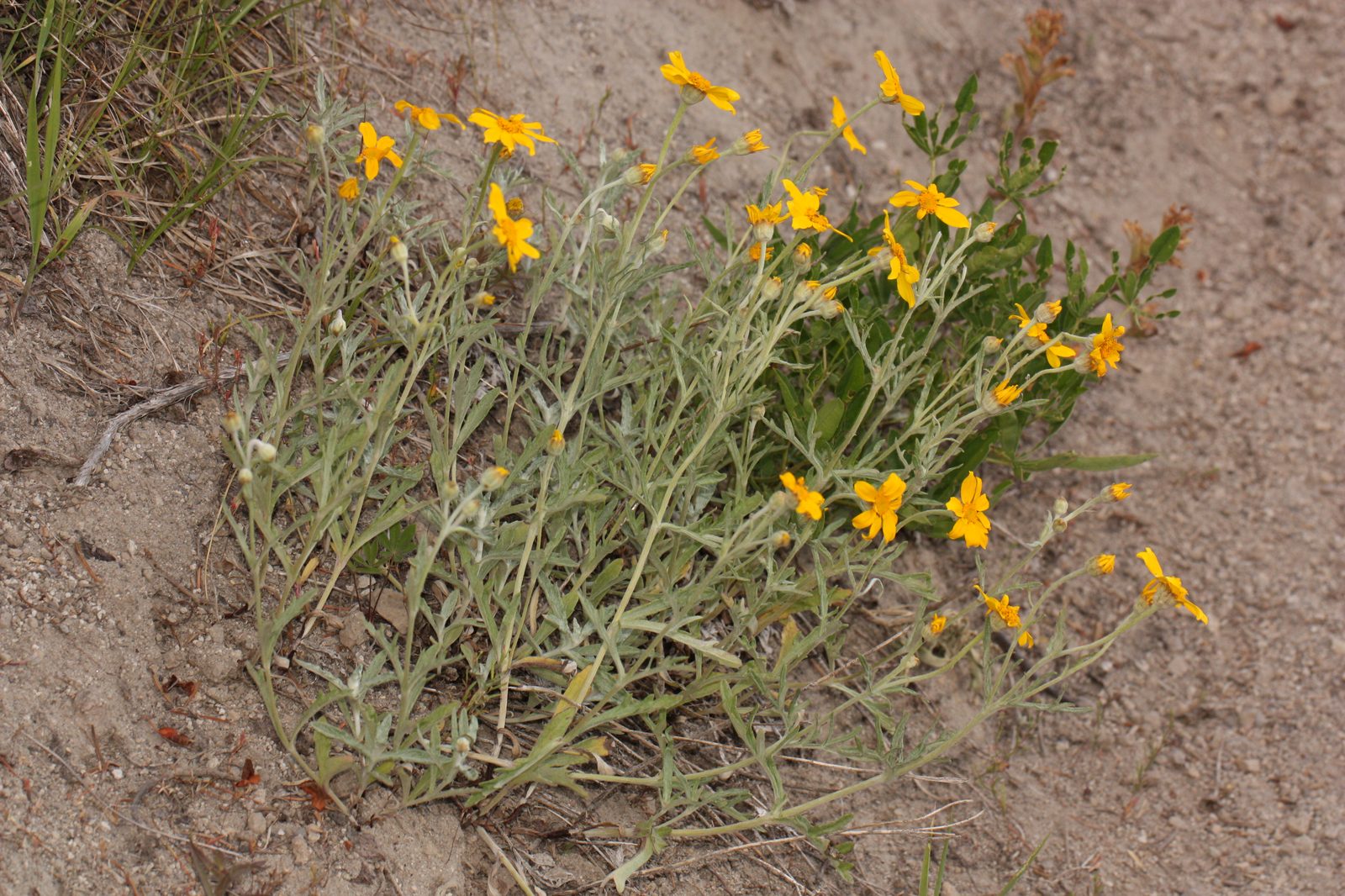 Common Woolly Sunflower (Eriophyllum lanatum) plant