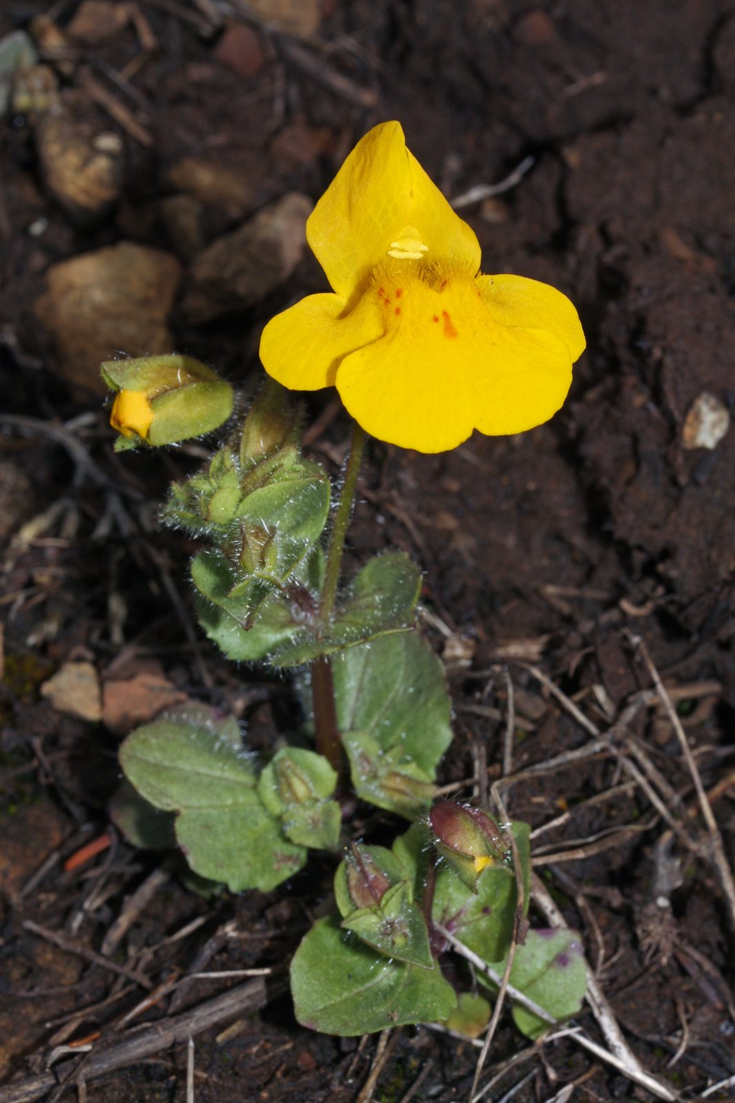 Common Yellow Monkey Flower (Erythranthe guttata) plant