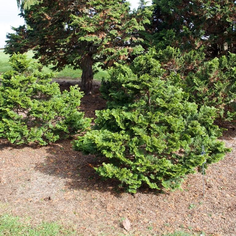 Compact Hinoki Falsecypress (Chamaecyparis obtusa 'Compacta') plant — close-up photo