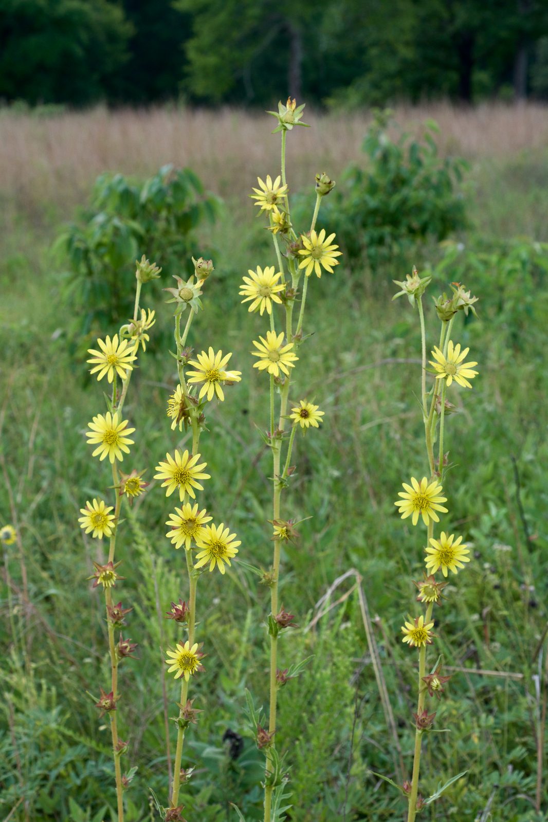 Compass Plant (Silphium laciniatum) plant