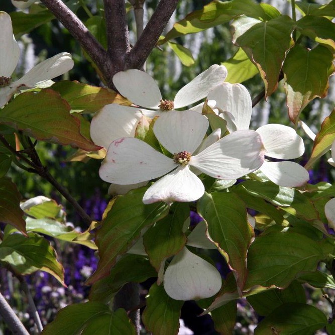 Constellation Flowering Dogwood (Cornus 'Constellation') plant — close-up photo