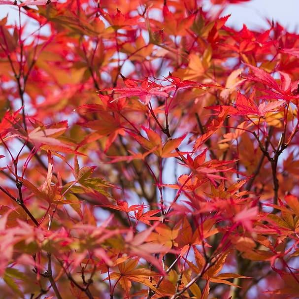 Coonara Pygmy Japanese Maple (Acer palmatum 'Coonara Pygmy') plant — close-up photo