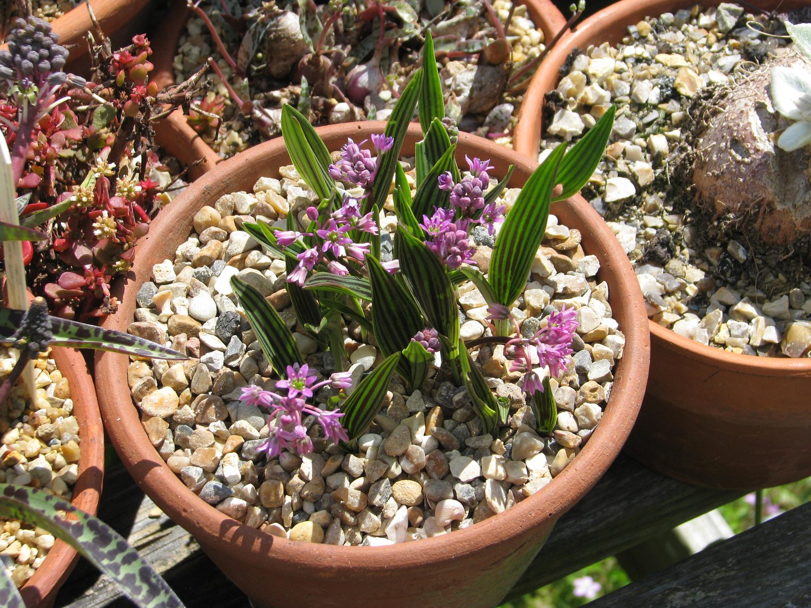 Cooper's African Hyacinth (Ledebouria cooperi) plant
