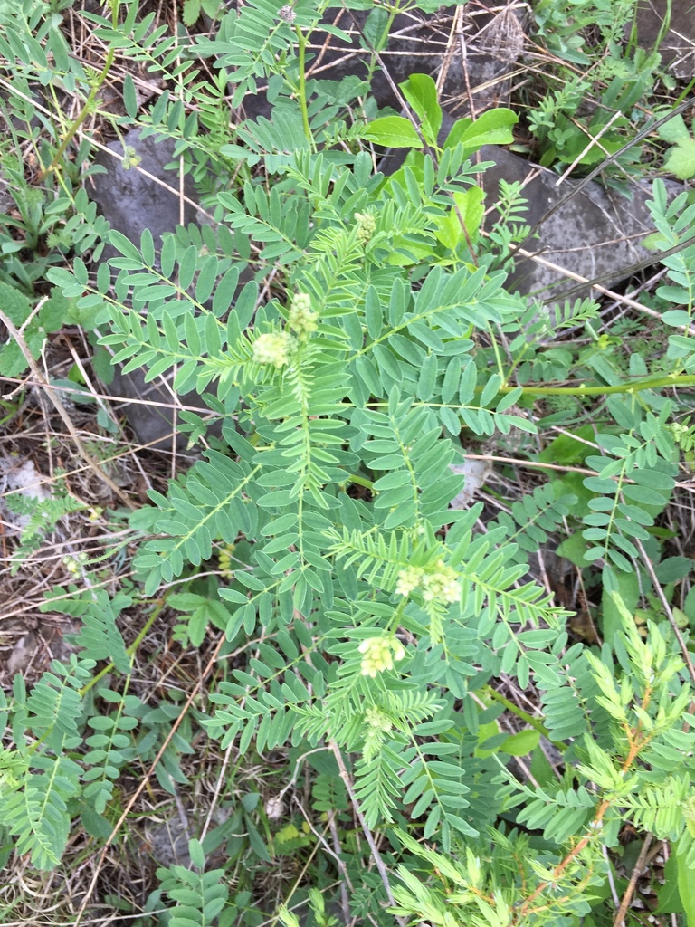 Cooper's Milkvetch (Astragalus neglectus) plant