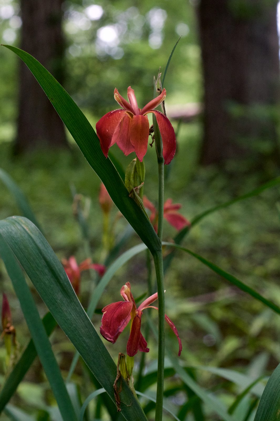 Copper Iris (Iris fulva) plant — close-up photo
