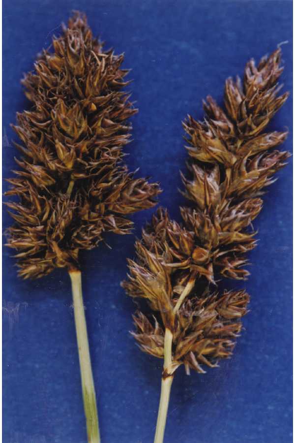 Copycat Sedge (Carex simulata) plant