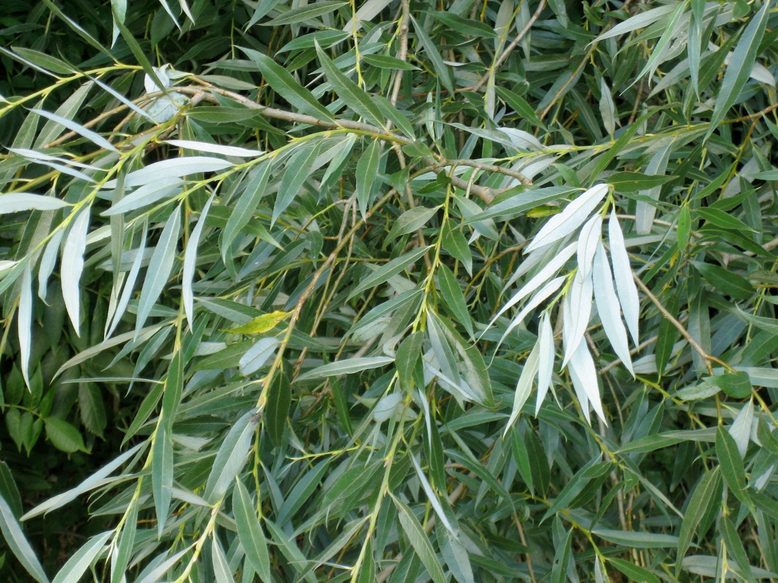 Coral Bark Willow (Salix alba var. vitellina 'Britzensis') plant
