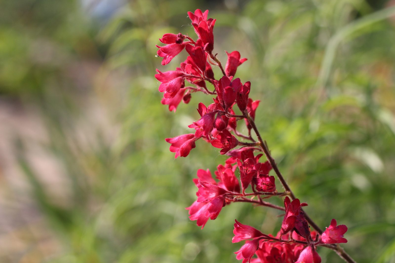 Coral Bells (Heuchera sanguinea) plant