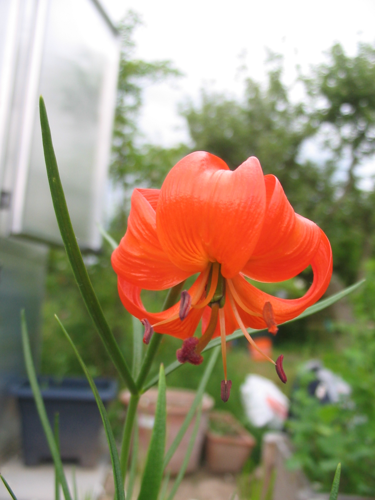 Coral Lily (Lilium pumilum) plant