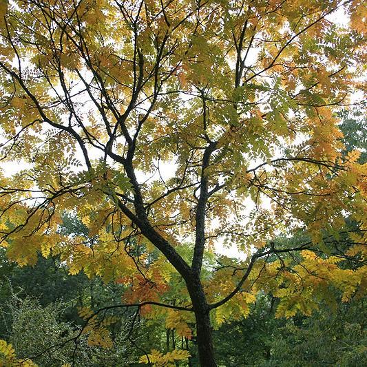 Coral Sun Golden Rain Tree (Koelreuteria paniculata 'Coral Sun') plant — close-up photo