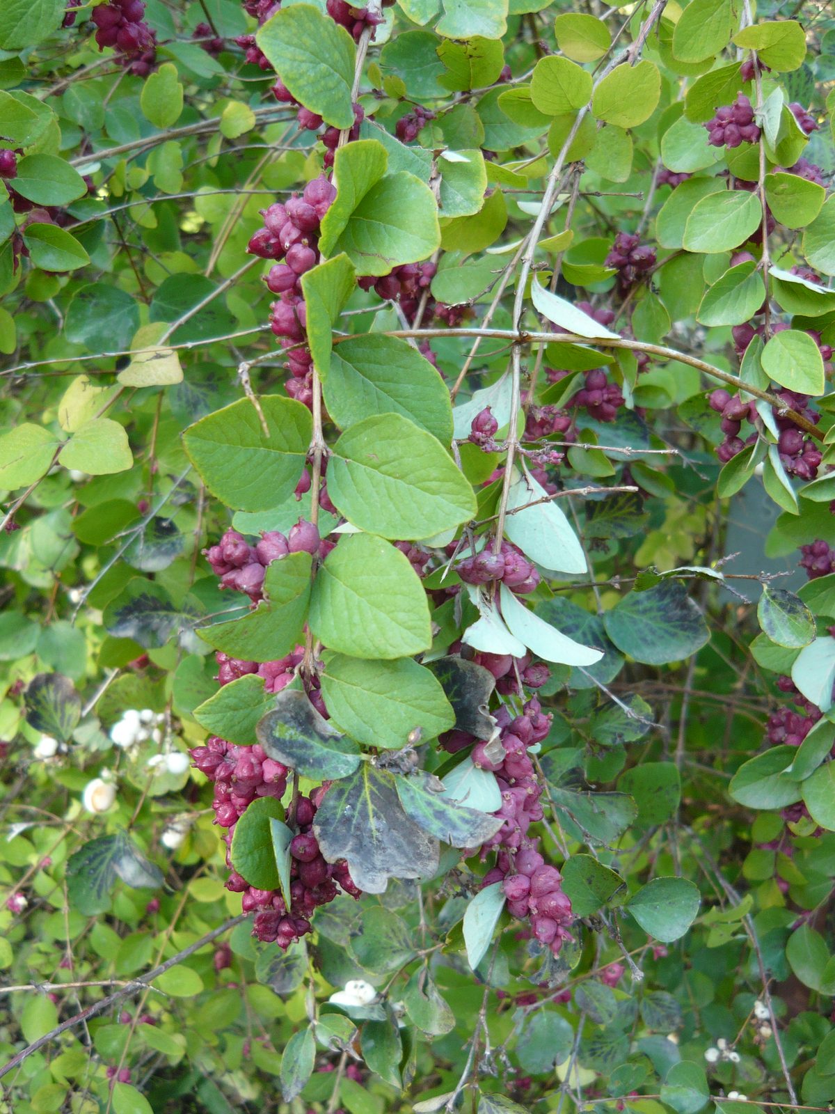 Coralberry (Symphoricarpos orbiculatus) plant
