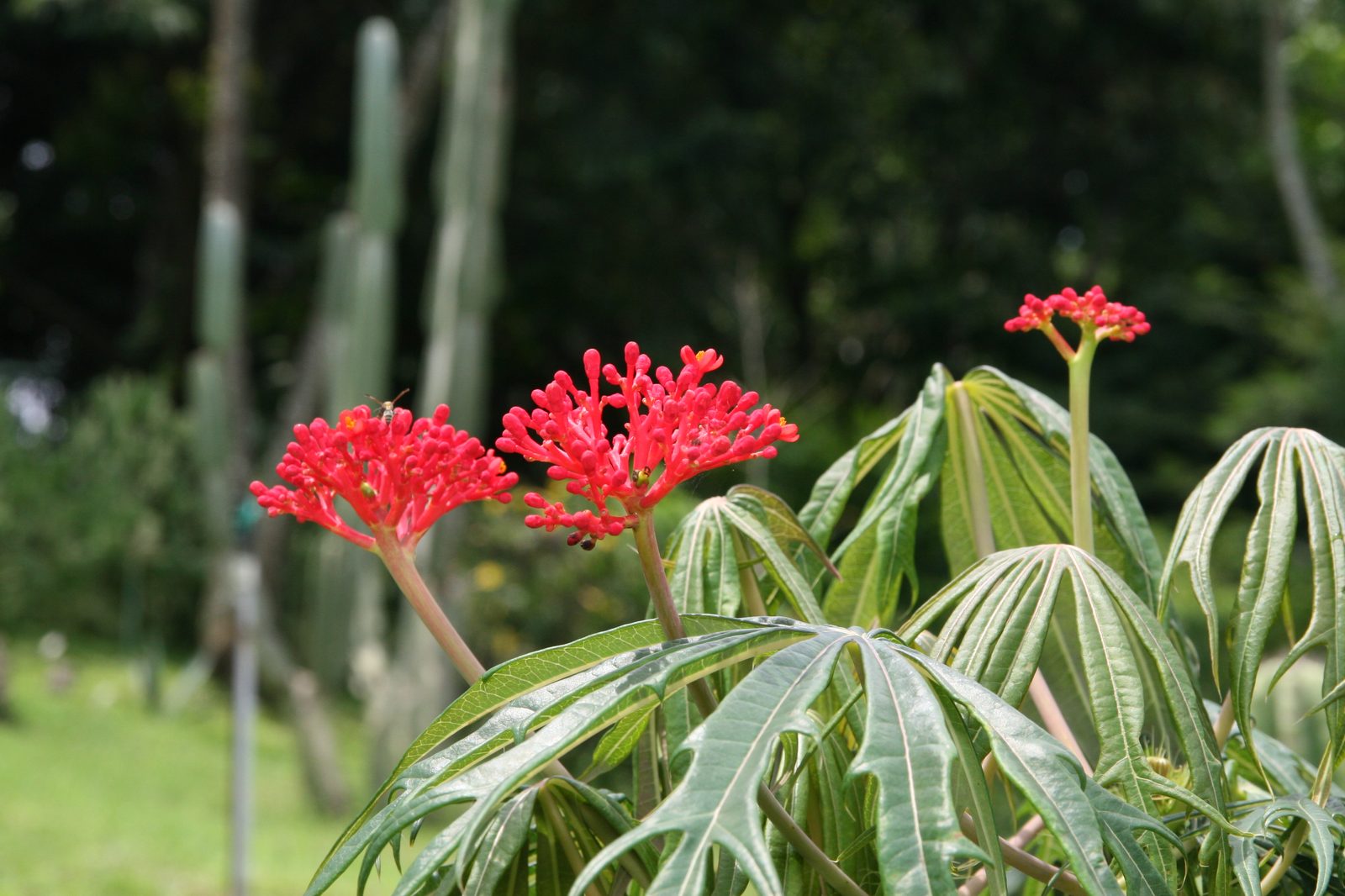 Coralbush (Jatropha multifida) plant
