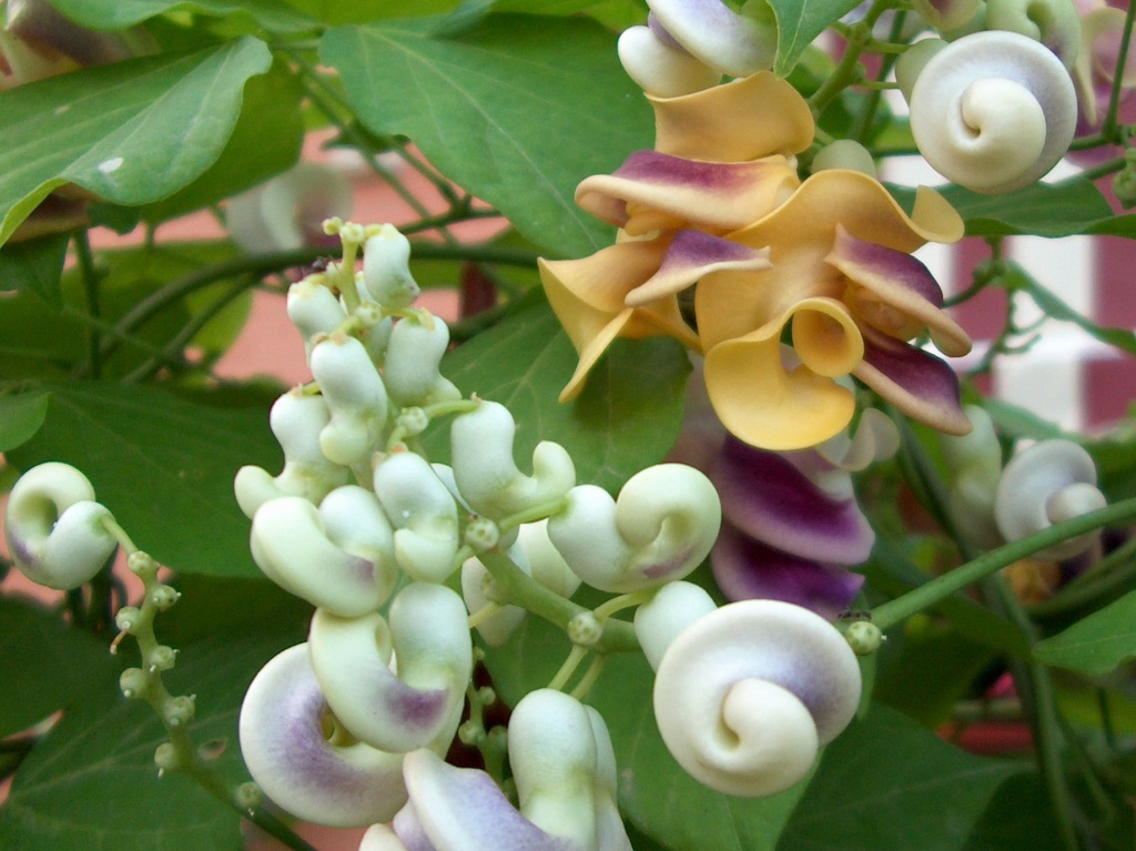Corkscrew Flower (Vigna caracalla) plant