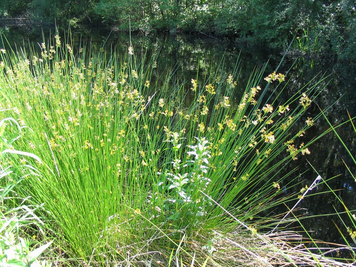 Corkscrew Rush (Juncus effusus f. spiralis) plant