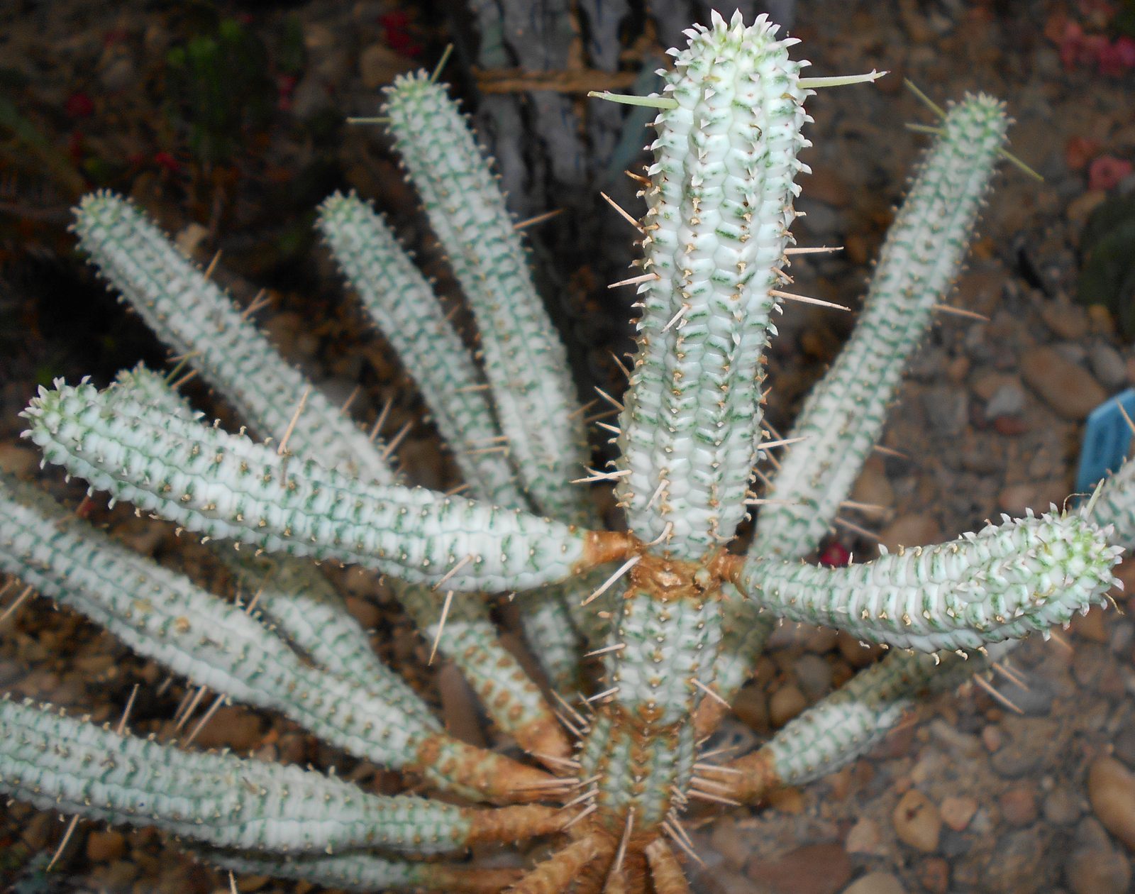 Corncob Plant (Euphorbia mammillaris) plant