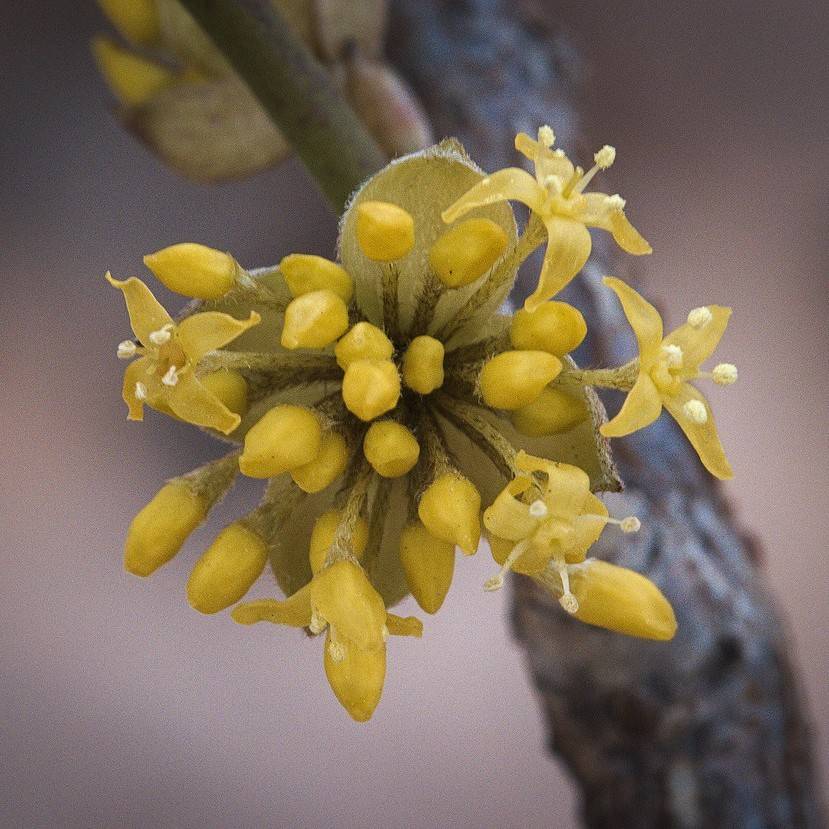 cornelian cherry dogwood (Cornus mas 'Golden Glory') plant — close-up photo