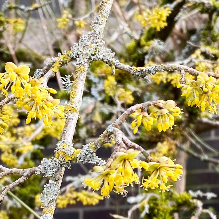 Cornelian Cherry Dogwood (Cornus mas) plant — close-up photo