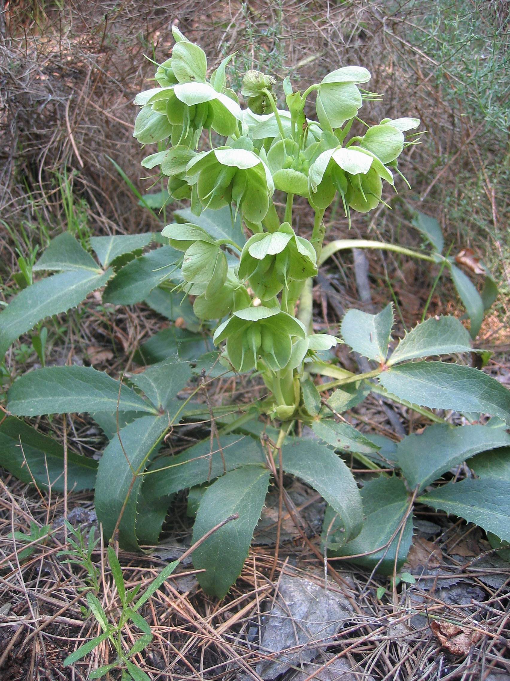 Corsican Hellebore (Helleborus argutifolius) plant