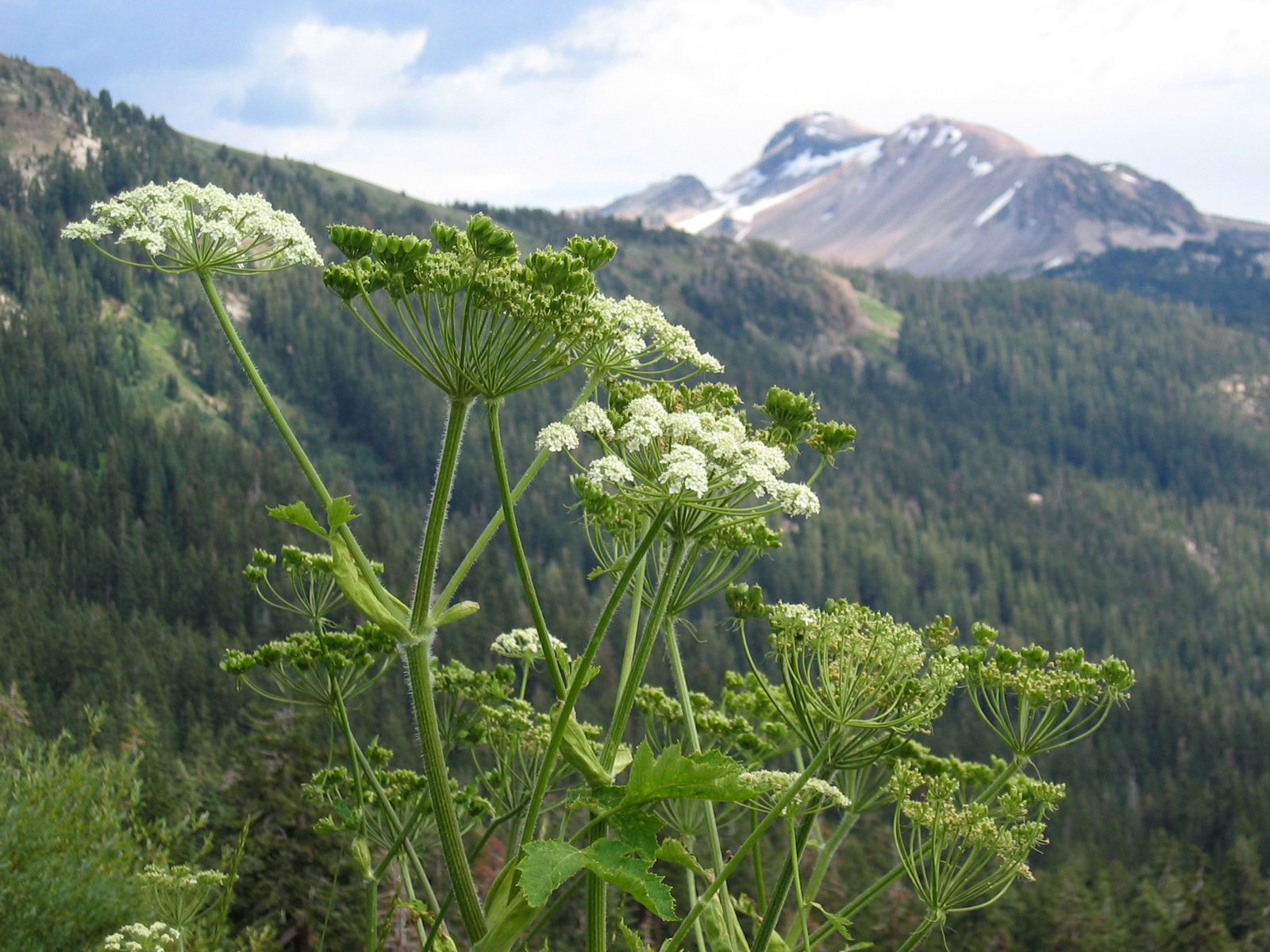 Cow Parsnip (Heracleum maximum) plant