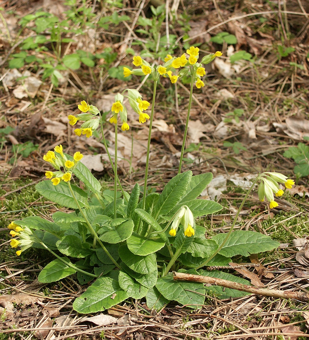 Cowslip (Primula veris) plant