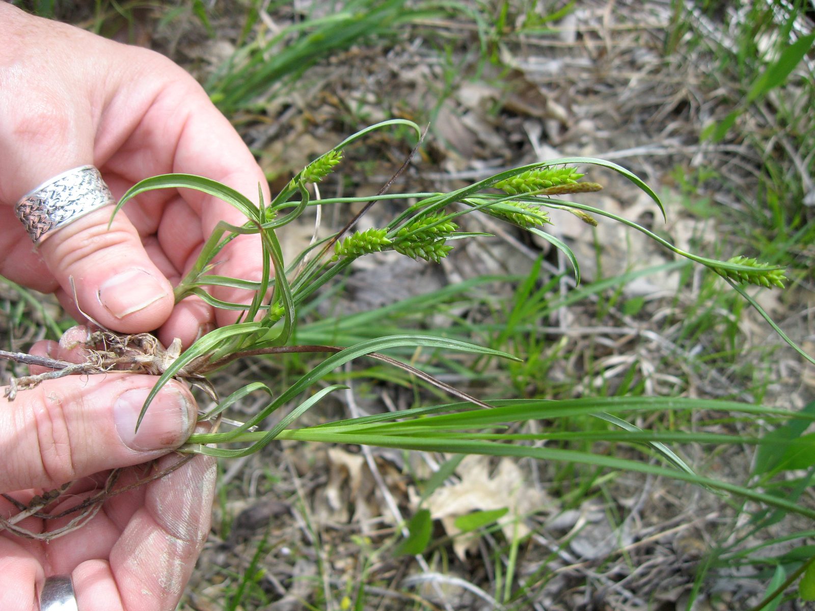Crawe's Sedge (Carex crawei) plant