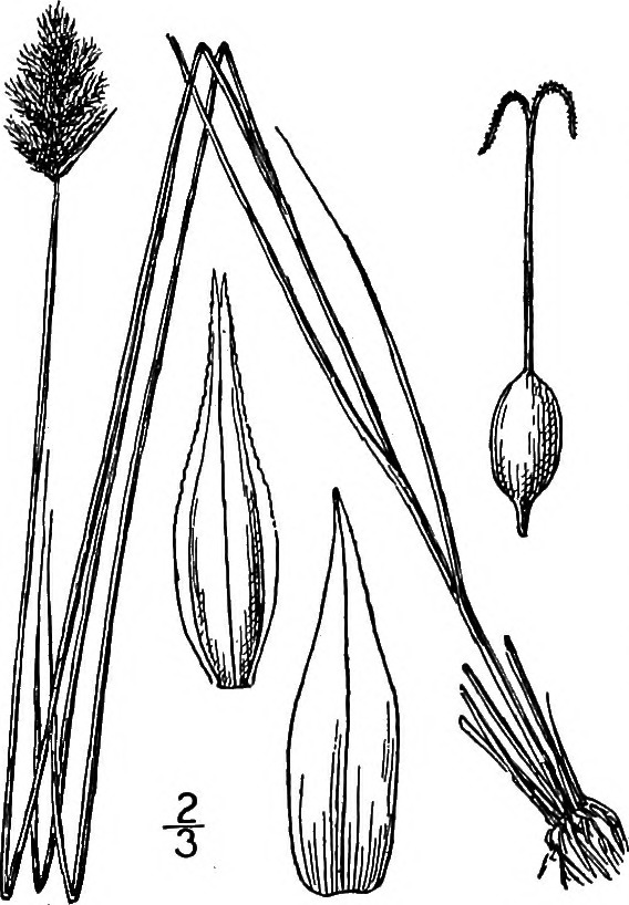 Crawford's Sedge (Carex crawfordii) plant