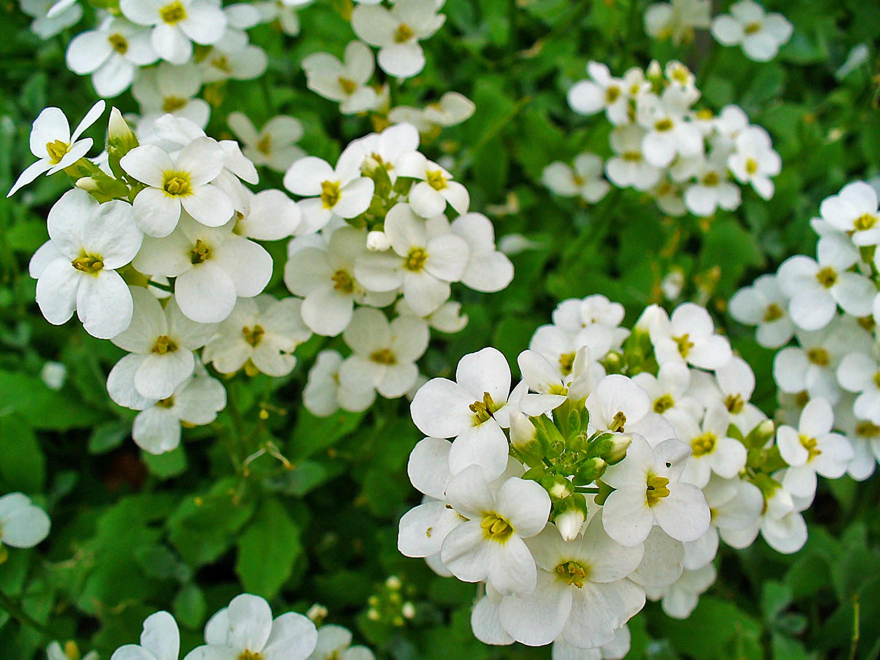 Cream Flowered Rockcress (Arabis caucasica 'Plena') plant