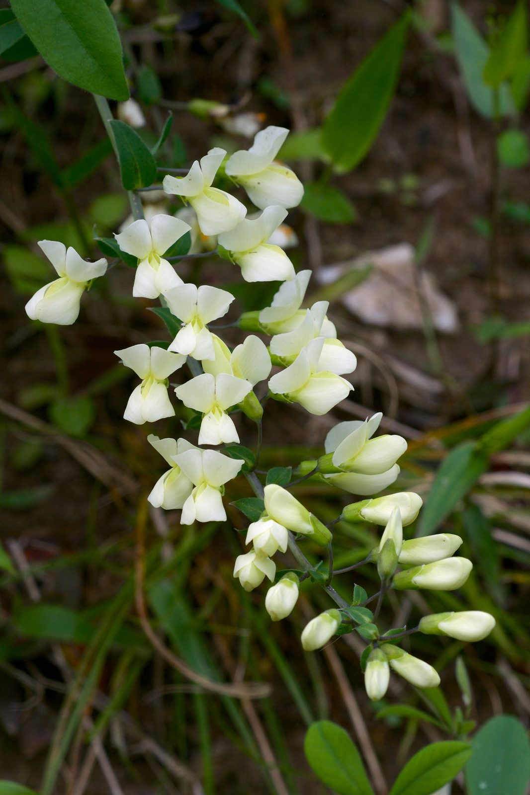 Cream Wild Indigo (Baptisia bracteata) plant